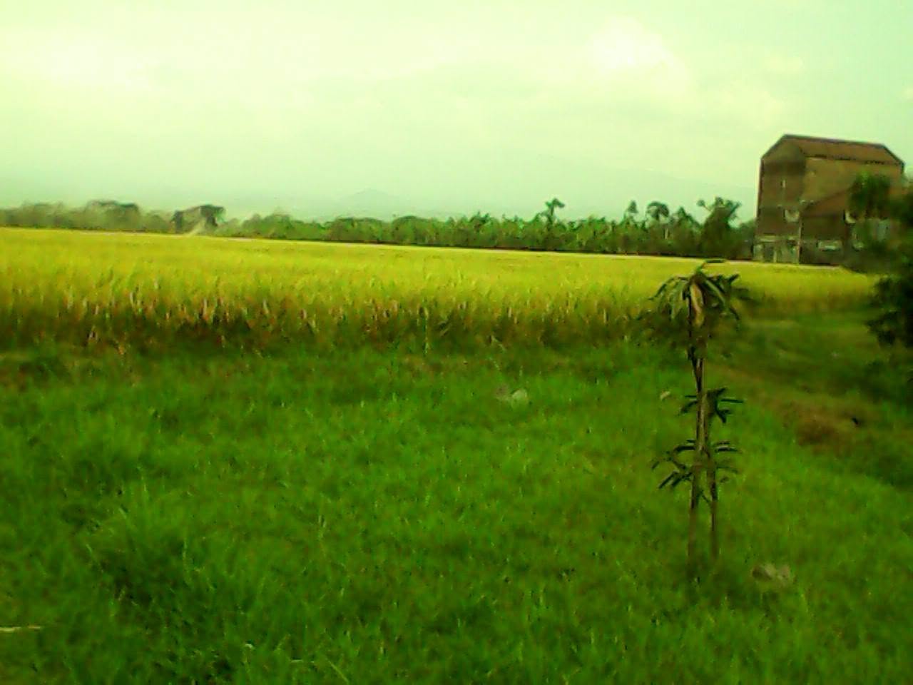 Mojowarno
